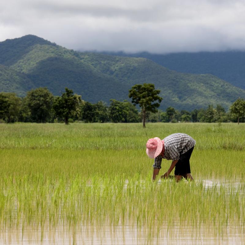 Rice fields, Thailand