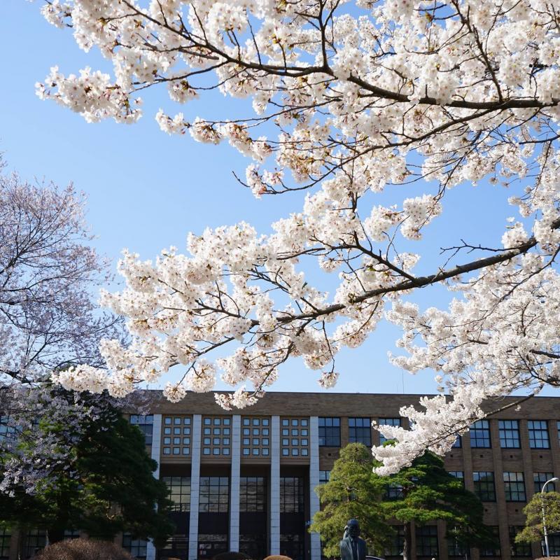 Tohoku University
